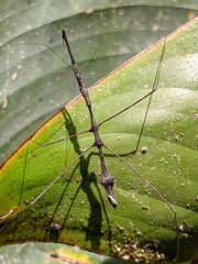 Ghilianella strigata