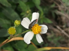 Acmaeodera haemorrhoa