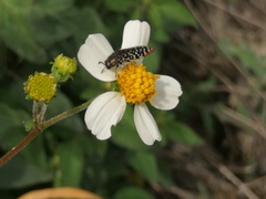 Acmaeodera haemorrhoa