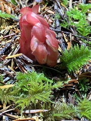 Monotropa hypopithys