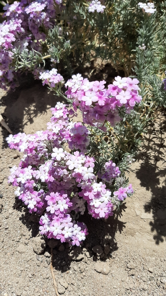 Junellia clavata
