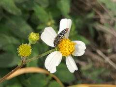 Acmaeodera haemorrhoa