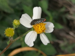 Acmaeodera haemorrhoa