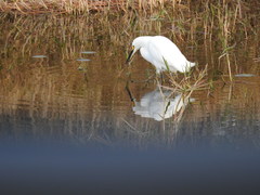 Egretta thula image