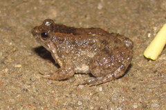 Martens' Floating Frog photo 2