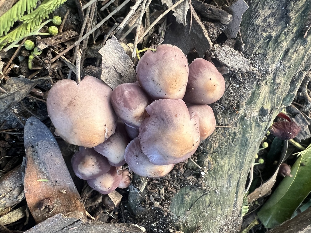 Mycena clarkeana · July 2025 · photo: © elapidwildlife (iNaturalist, cc-by)