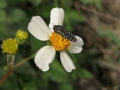 Acmaeodera haemorrhoa