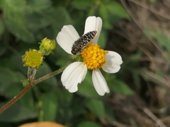 Acmaeodera haemorrhoa