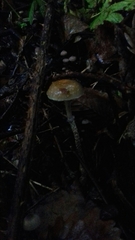 Leratiomyces squamosus squamosus