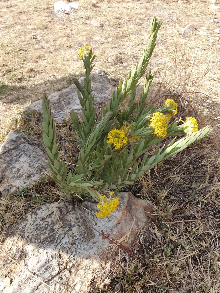 Yellowhead Curryflower