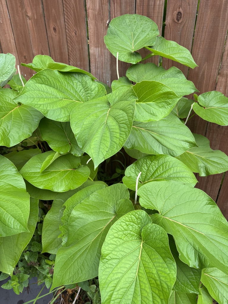 Plant roots