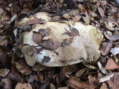 Caloboletus marshii