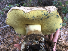Caloboletus marshii