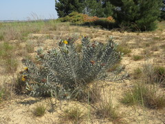 Leucospermum parile