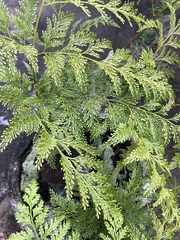 Davallia fejeensis