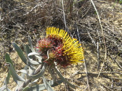 Leucospermum parile