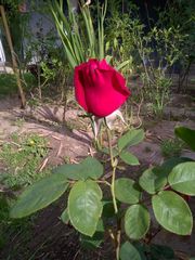 Rosa