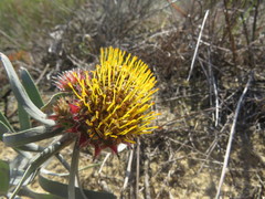 Leucospermum parile