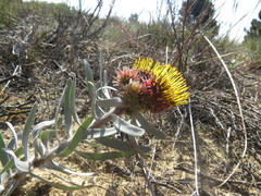 Leucospermum parile