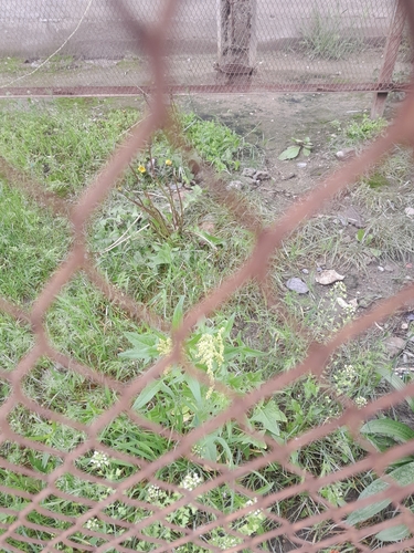 Spinacia oleracea, photograph 3