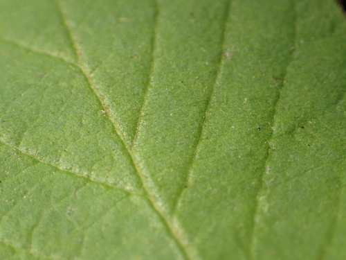 Lonicera × xylosteoides, photograph 6