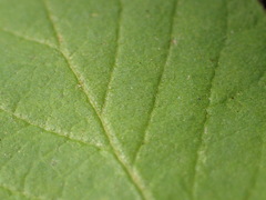 Lonicera × xylosteoides, photograph author not stated, no rights reserved
