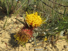 Leucospermum parile