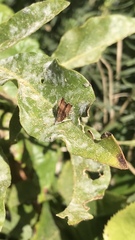 Choreutis nemorana