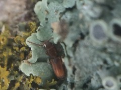 Laemophloeidae