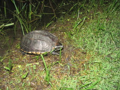 Malayemys macrocephala