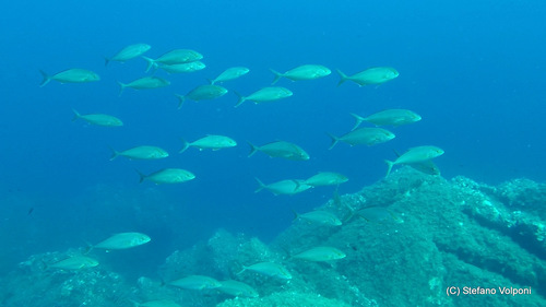 Greater amberjack