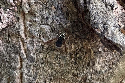 Bald-faced Hornet Fly photo 5