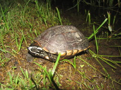 Malayemys macrocephala