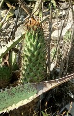 Coryphantha octacantha