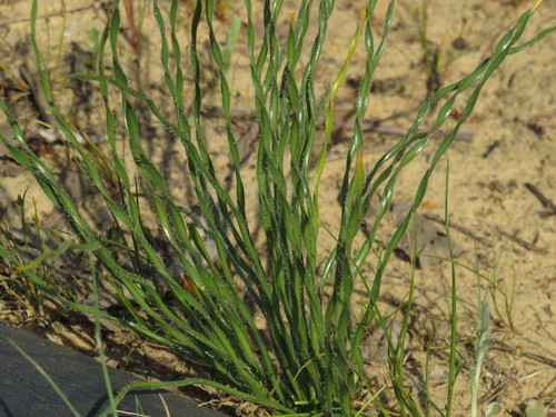 Gethyllis ciliaris