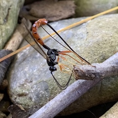 Dolichomitus irritator