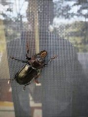 Mallodon chevrolatii