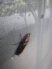 Mallodon chevrolatii