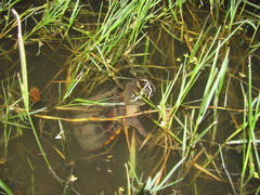 Malayemys macrocephala