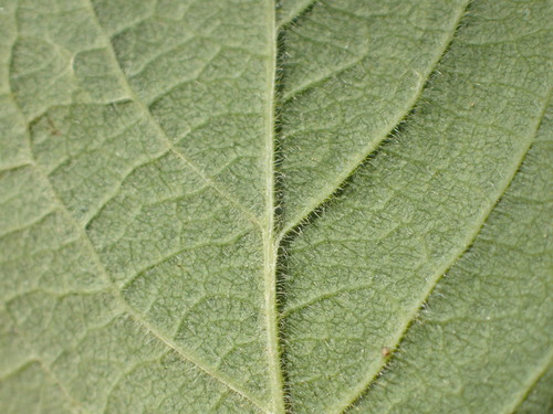 Lonicera × xylosteoides, photograph 5