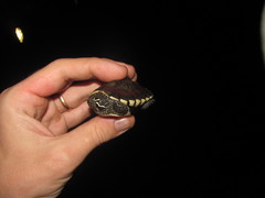 Malayemys macrocephala