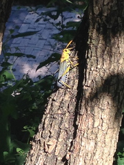 Taeniopoda tamaulipensis