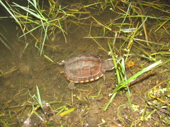 Malayemys macrocephala