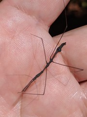 Ghilianella strigata