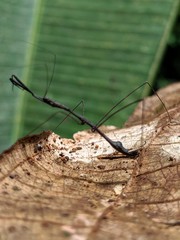 Ghilianella strigata