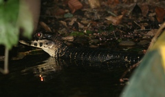 Melanosuchus niger