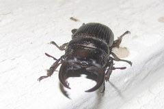 Aegus chelifer