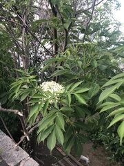 Sambucus nigra