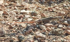 Acanthodactylus schreiberi