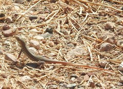 Acanthodactylus schreiberi